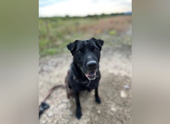 FRIDA ❤️ gemütlicher Labrador Shar-Pei Dame, Pflegefamilie Köln