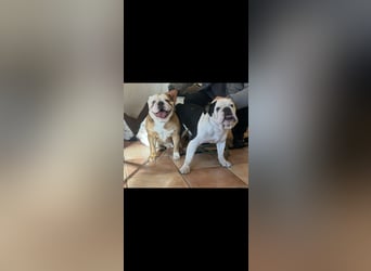 Englische Bulldoggen Welpen– 7 süße Mädels suchen bald ein Zuhause!