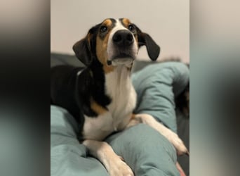Bobi ❤️ wartet in 99718 Greussen
