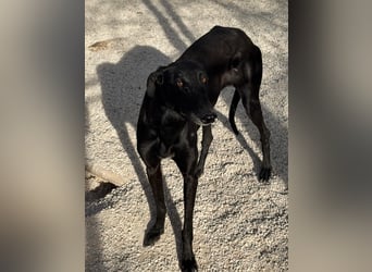 Sombra, eine schwarze Schönheit