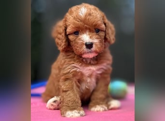 Exklusive Maltipoo Welpen im Red Apricot in Liebevolle Hände abzugeben Malteser/Pudel