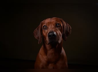 Rhodesien Ridgeback Deckrüde