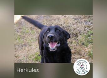 Herkules: Freund fürs Leben gesucht