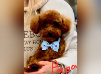 Kleine Toy Pudel rot braun (asiatische Linie)