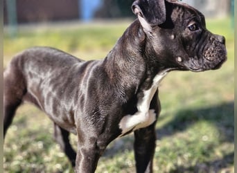 Old Englisch Bulldog - Alternativ English Bully Hündin !