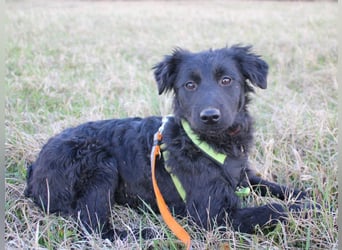 Schnuckelige DAYA hat das Potential zum Herzenshund