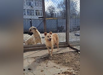 Sani - weiblich, kastriert - geboren ca. 2020 - Tierheim in Seslavci