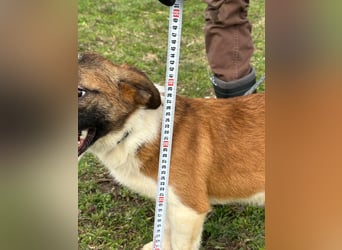 Cherry, geboren 25.06.2024, 36cm sucht ihr Glück
