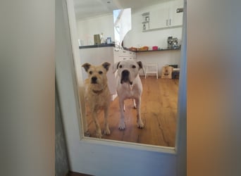 Latte sucht noch immer ein zu Hause