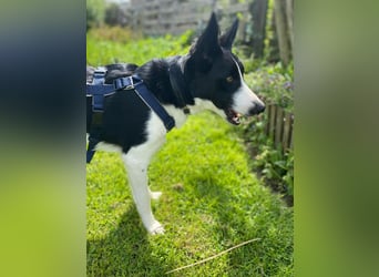 Baloo sucht ein liebevolles Zuhause
