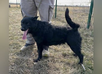 Negro, geb. 01.05.2021, 52 cm, möchte endlich von seinen Menschen entdeckt werden