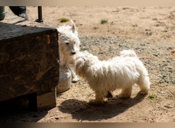 Bess, fröhlicher Westhighland White Terrier Welpe, geb. 2025