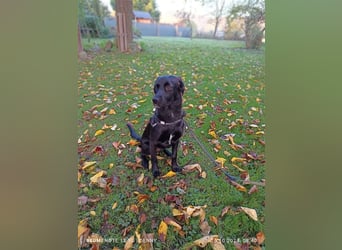 2 hübsche Labrador/Australian Shepherd- Harzer Fuchs Mix Welpen