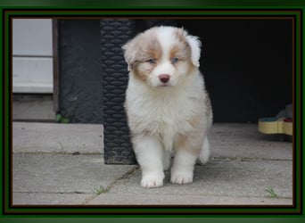 Australian Shepherd - Traumwelpen -KEINE Arbeitslinie-aus langjähriger Familienaufzucht.