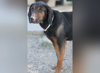 Priska, geb. ca. 08/2021, lebt in GRIECHENLAND, im städt. Tierheim Serres