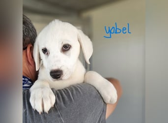 Yoghi und seine Geschwister: aufgeweckte, süße Zwerge