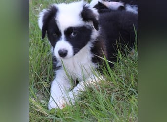 Australian Shepherd Welpe (reinrassig)