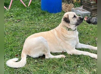 Riesen"Baby"Kangal♥Ares♥ 99718 Greussen