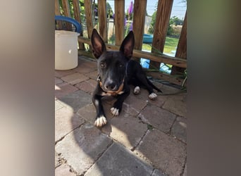 AINOA ❤️ Sonnenschein Familienhündin, Pflegefamilie Kevelaer