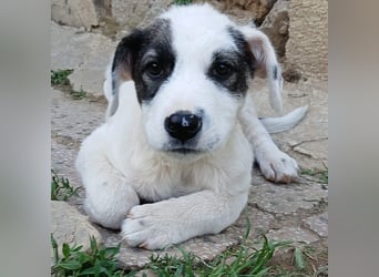 Snoopy-gr. Schäferhund-Mischling - sucht dringend  ein Zuhause/Pflegestelle