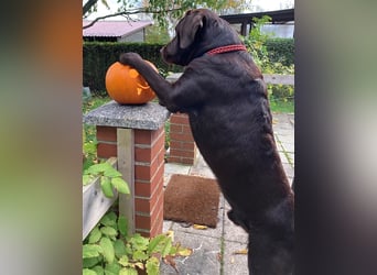 Labrador Deckrüde mit ZZL, decksicher, reinerbig braun chocolate nach FCI Standard, kein Verkauf!