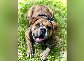 Continental Bulldog Hündin