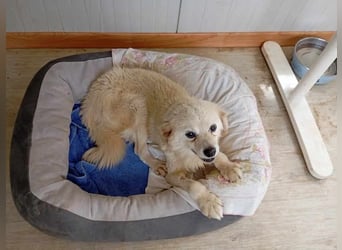Ivan, kleiner Herzenshund, ca. 13 Jahre, ca. 36cm, ca. 9kg