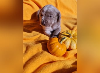 Aussiedor Labrador Australian Shepherd mit Ahnentafel