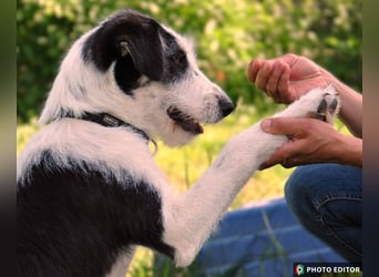 Lucy, unser Sonnenschein sucht ihr Familie, PS in 33034 Brakel