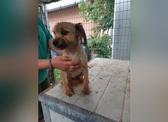 Berit-Bagatel PP – zarte Hundedame sucht ruhiges Zuhause fürs Herz