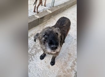 Kleiner Schnauzermischling BALIN sucht eine eigene Familie