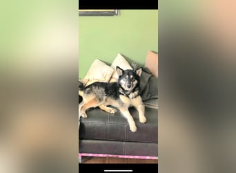Lola, fröhliche, sehr soziale, aktive Junghündin sucht Traumplatz