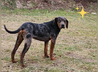 Louisiana Leopard - Catahoula