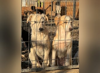 Klein♥Marley♥sucht seine treuen Menschen