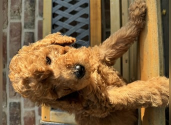 GoldenDoodle Welpen 