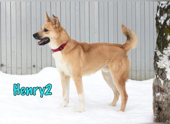 Henry2 06/2020 (RUS) - cleverer und verspielter Husky-Mix sucht sportliche Menschen!