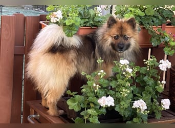 Bailey-SR, hübscher Kerl sucht ein Zuhause.
