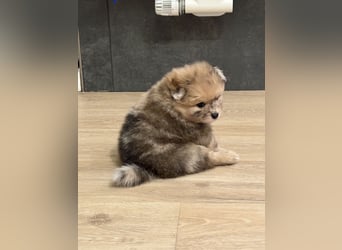 Pomeranian / Zwergspitz Rüde Pluto