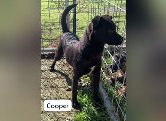 ✨ COSMO (Cooper) – der Sonnenschein auf vier Pfoten