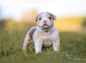 Unglaublich schöne American Bully Welpen!