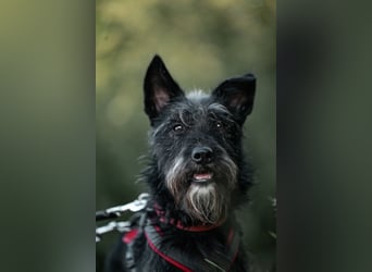 Süsse Phoebe sucht ihr Für-Immer-Zuhause!