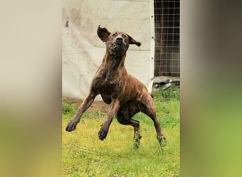 Brenda LM – freundliche Doggen-Boxer-Mix-Hündin sucht liebevolles Zuhause