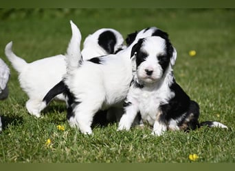 traumhaft hübscher Tibet Terrier Welpen aus erfahrender Zucht  sind geboren dürfen im Juni ausziehen