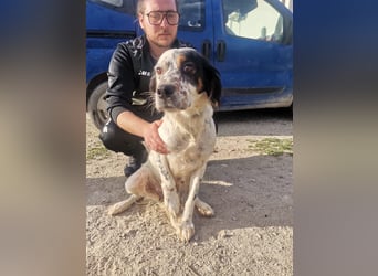 Mira – Heldin auf vier Pfoten -