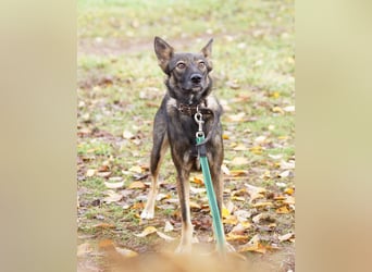Zarter Junghund Onyx❤️sucht Pflege- oder Endstelle☘️