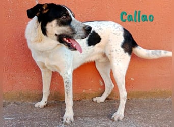 Callao 01/2022 (ESP) - super sympathischer, geselliger, verträglicher und verspielter junger Rüde!