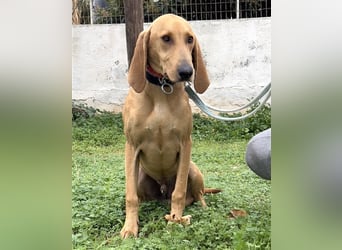 Schenkst du Simba ein Zuhause?