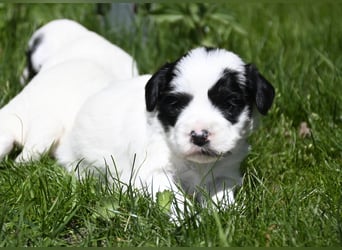 traumhaft hübscher Tibet Terrier Welpen aus erfahrender Zucht  sind geboren dürfen im Juni ausziehen