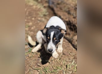 Yuna sucht wundervolle Familie!