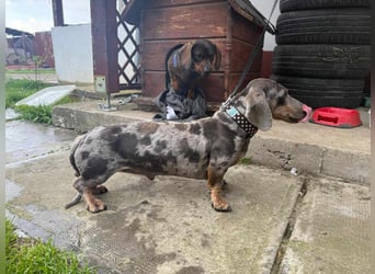 Mazli, geboren 01.10.2022, 22cm sucht seine Menschen
